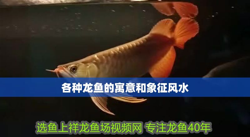 各種龍魚的寓意和象征風水