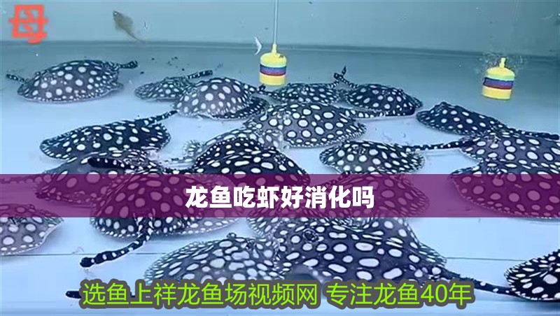 龍魚吃蝦好消化嗎