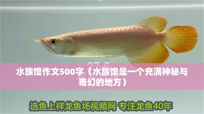 水族館作文500字（水族館是一個充滿神秘與奇幻的地方）