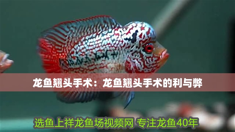 龍魚翹頭手術(shù)：龍魚翹頭手術(shù)的利與弊