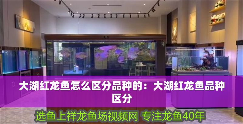 大湖紅龍魚怎么區分品種的：大湖紅龍魚品種區分