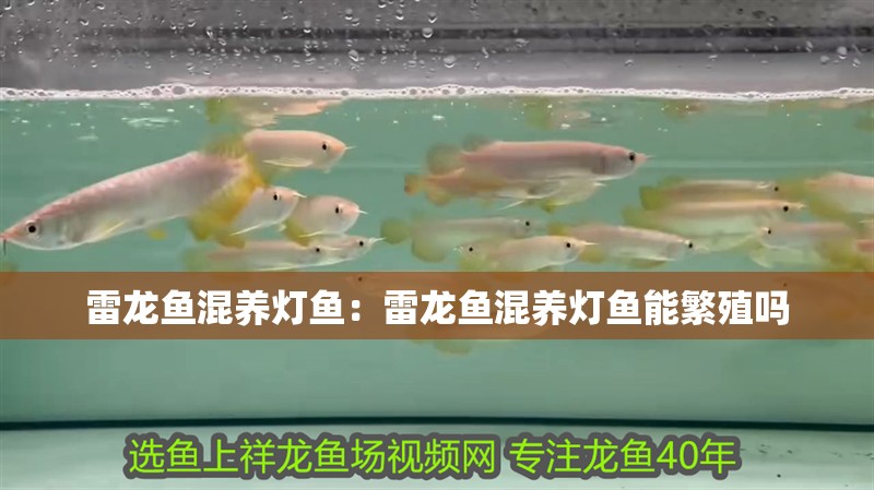 雷龍魚(yú)混養(yǎng)燈魚(yú)：雷龍魚(yú)混養(yǎng)燈魚(yú)能繁殖嗎