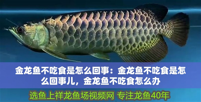 金龍魚不吃食是怎么回事：金龍魚不吃食是怎么回事兒，金龍魚不吃食怎么辦