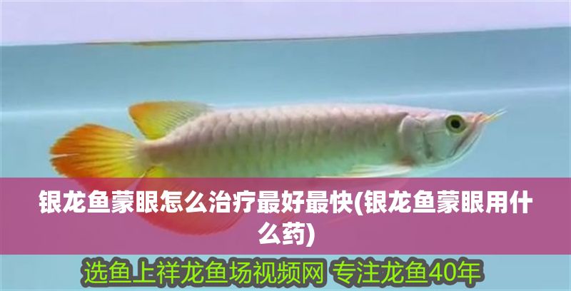 銀龍魚蒙眼怎么治療最好最快(銀龍魚蒙眼用什么藥)