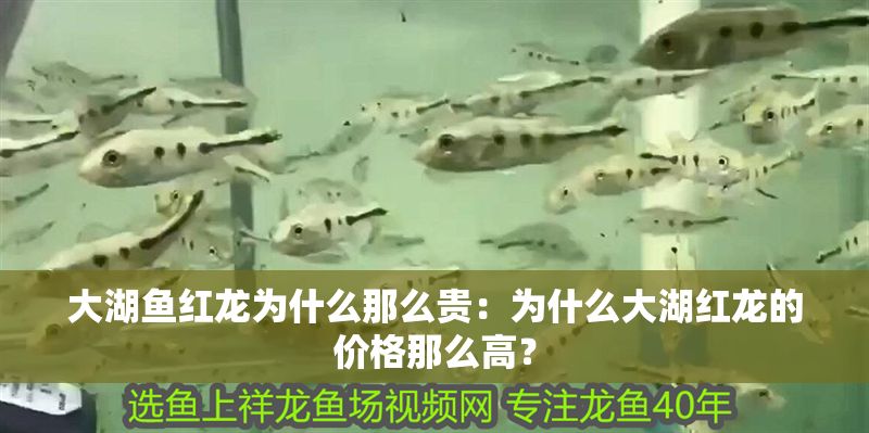 大湖魚紅龍為什么那么貴：為什么大湖紅龍的價格那么高？