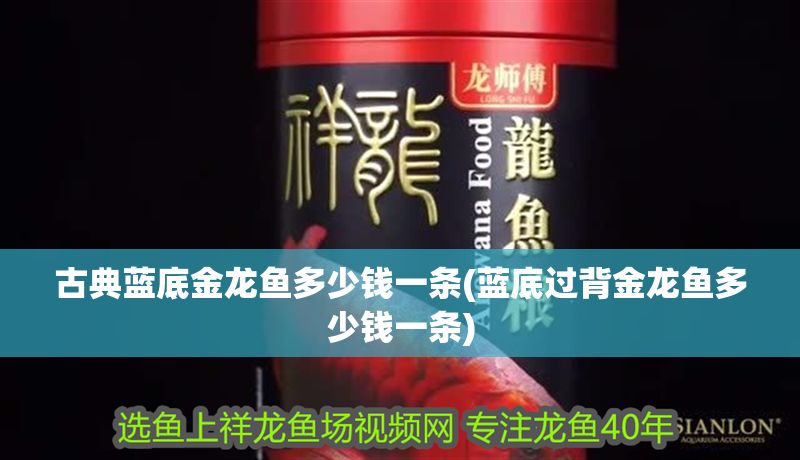 古典藍底金龍魚多少錢一條(藍底過背金龍魚多少錢一條)