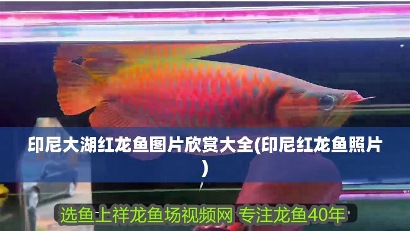 印尼大湖紅龍魚圖片欣賞大全(印尼紅龍魚照片)