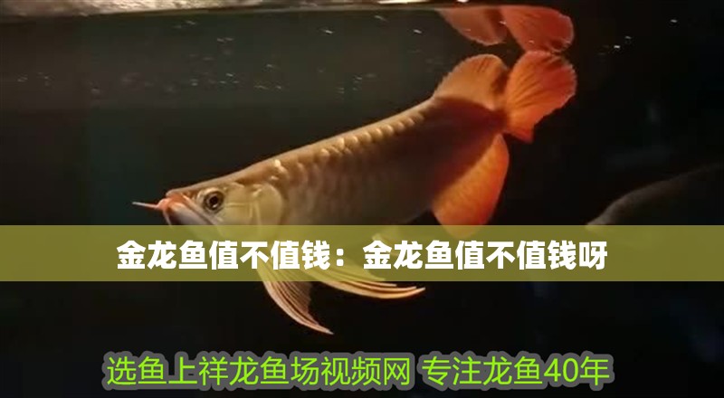 金龍魚值不值錢：金龍魚值不值錢呀