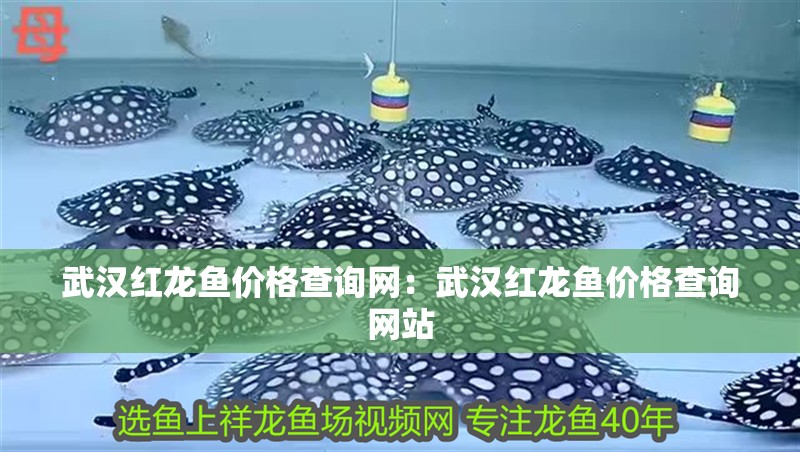武漢紅龍魚價格查詢網：武漢紅龍魚價格查詢網站