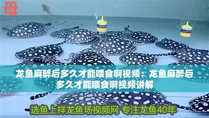 龍魚麻醉后多久才能喂食啊視頻：龍魚麻醉后多久才能喂食啊視頻講解