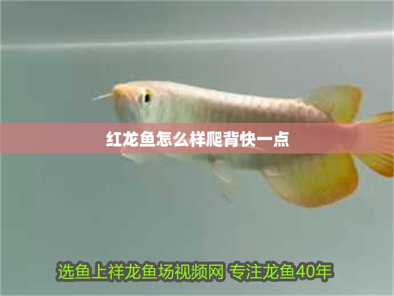 紅龍魚怎么樣爬背快一點(diǎn)