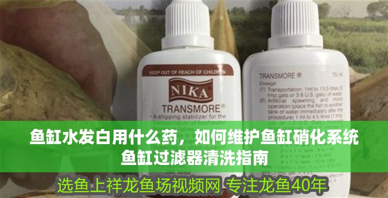 魚缸水發白用什么藥，如何維護魚缸硝化系統魚缸過濾器清洗指南