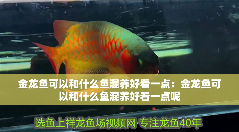金龍魚可以和什么魚混養好看一點：金龍魚可以和什么魚混養好看一點呢