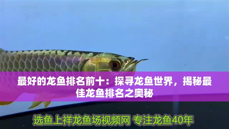 最好的龍魚排名前十：探尋龍魚世界，揭秘最佳龍魚排名之奧秘