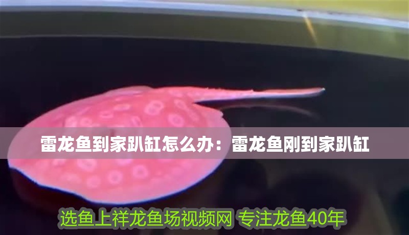 雷龍魚到家趴缸怎么辦：雷龍魚剛到家趴缸