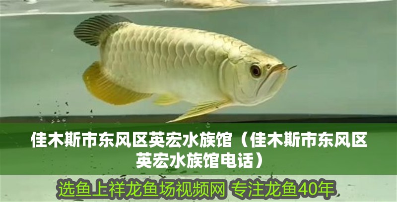 佳木斯市東風(fēng)區(qū)英宏水族館（佳木斯市東風(fēng)區(qū)英宏水族館電話）