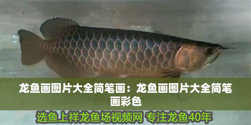 龍魚畫圖片大全簡筆畫：龍魚畫圖片大全簡筆畫彩色