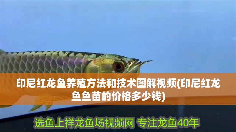 印尼紅龍魚養殖方法和技術圖解視頻(印尼紅龍魚魚苗的價格多少錢)