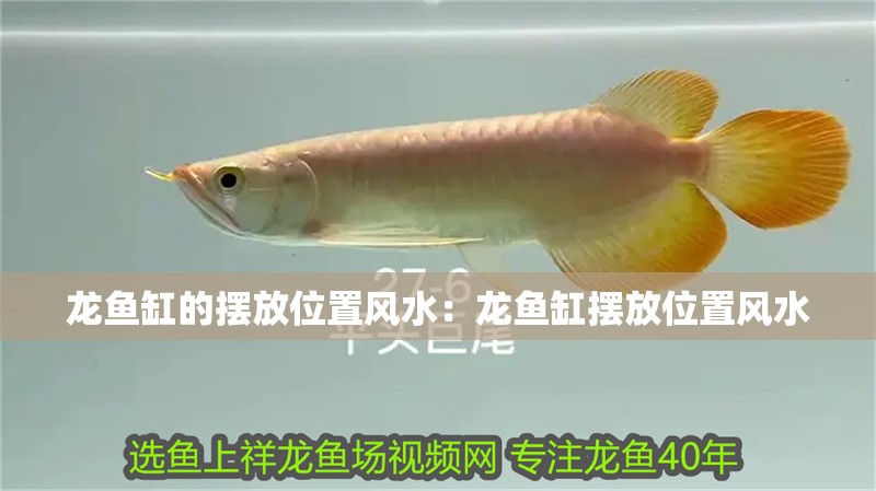 龍魚缸的擺放位置風水：龍魚缸擺放位置風水