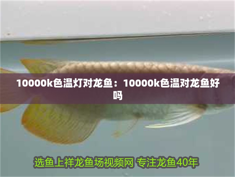 10000k色溫?zé)魧堲~：10000k色溫對龍魚好嗎