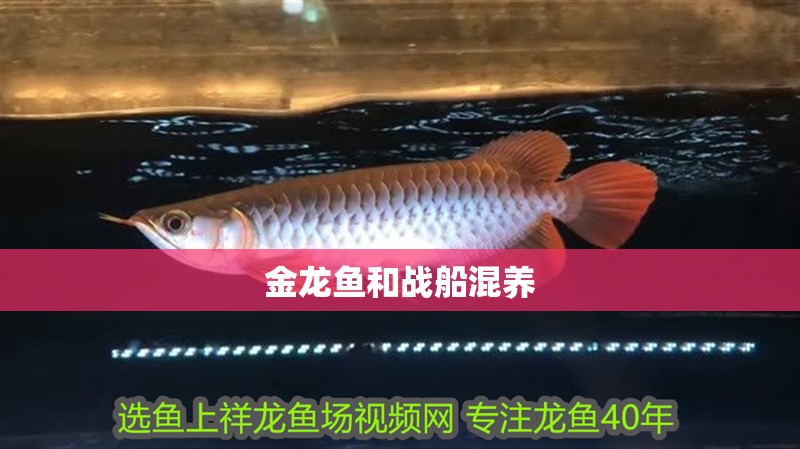 金龍魚和戰船混養