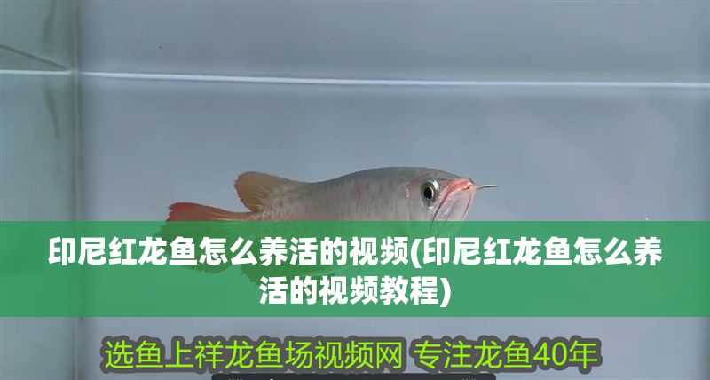 印尼紅龍魚怎么養活的視頻(印尼紅龍魚怎么養活的視頻教程)