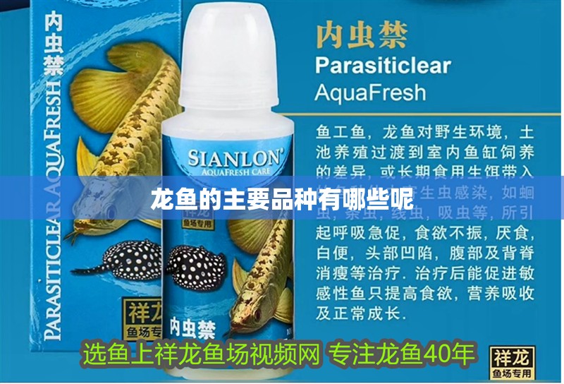 龍魚(yú)的主要品種有哪些呢