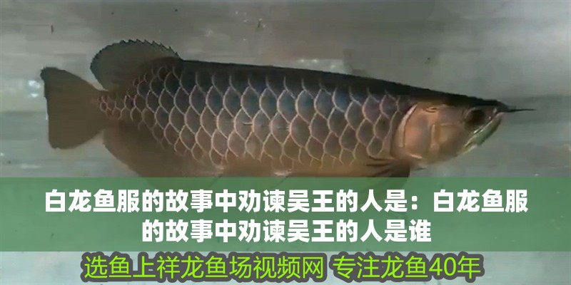 白龍魚服的故事中勸諫吳王的人是：白龍魚服的故事中勸諫吳王的人是誰