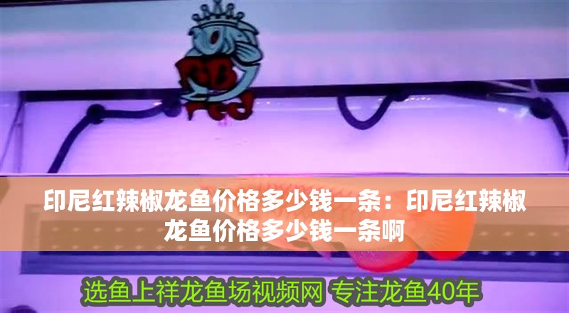 印尼紅辣椒龍魚價格多少錢一條：印尼紅辣椒龍魚價格多少錢一條啊