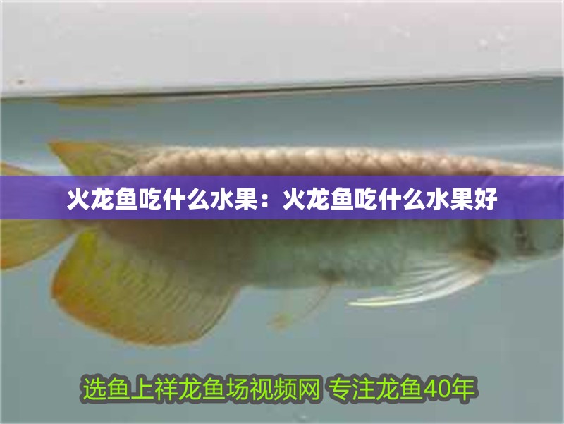 火龍魚吃什么水果：火龍魚吃什么水果好