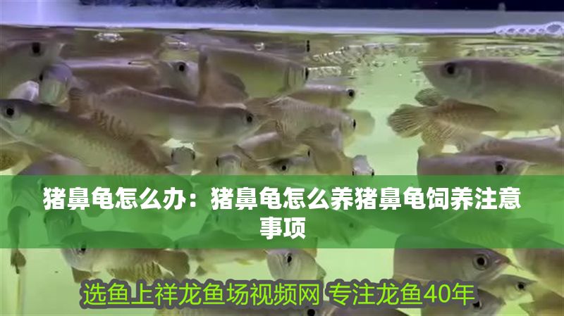 豬鼻龜怎么辦：豬鼻龜怎么養豬鼻龜飼養注意事項