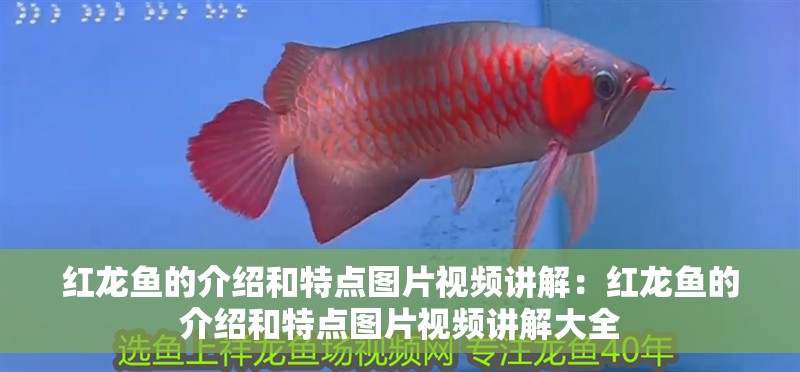 紅龍魚的介紹和特點圖片視頻講解：紅龍魚的介紹和特點圖片視頻講解大全