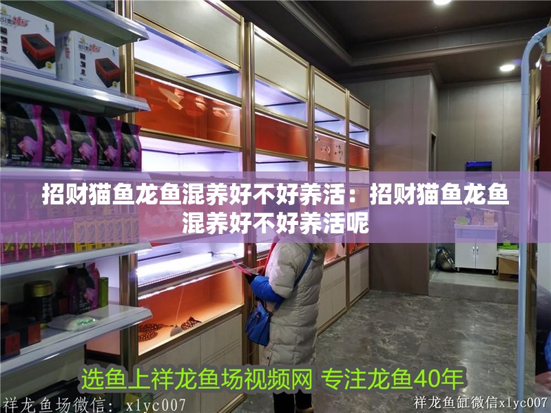 招財貓魚龍魚混養好不好養活：招財貓魚龍魚混養好不好養活呢