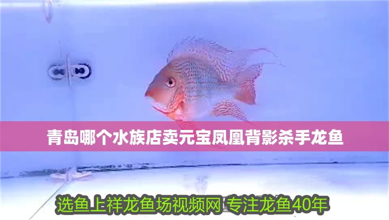 青島哪個水族店賣元寶鳳凰背影殺手龍魚