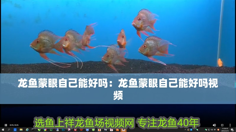 龍魚蒙眼自己能好嗎：龍魚蒙眼自己能好嗎視頻