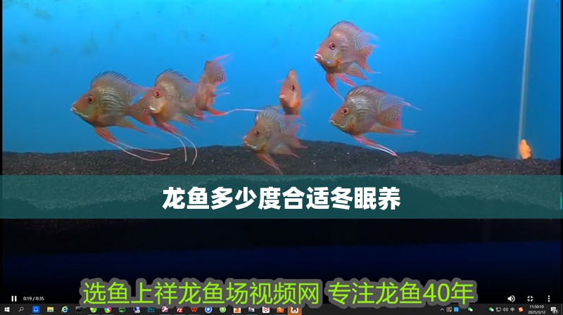 龍魚多少度合適冬眠養