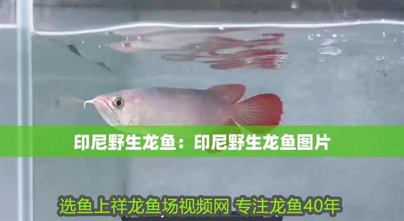 印尼野生龍魚：印尼野生龍魚圖片
