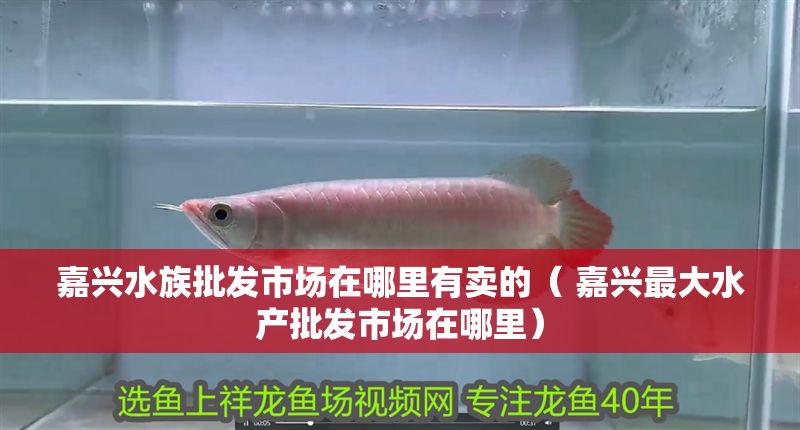嘉興水族批發(fā)市場(chǎng)在哪里有賣(mài)的（ 嘉興最大水產(chǎn)批發(fā)市場(chǎng)在哪里）