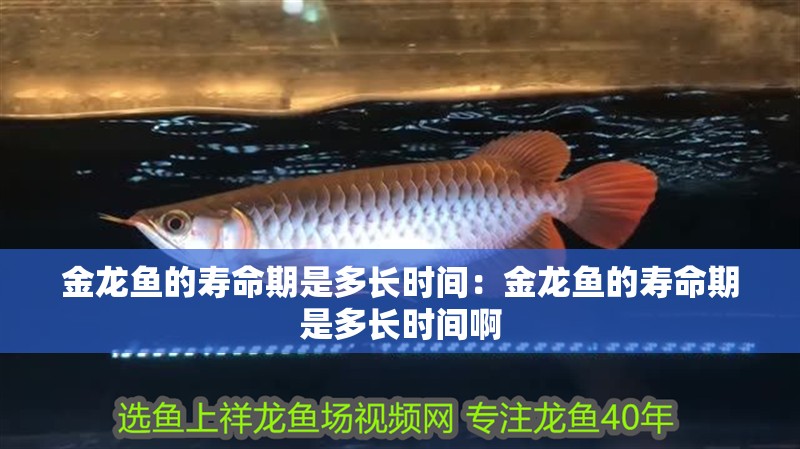 金龍魚的壽命期是多長時間：金龍魚的壽命期是多長時間啊