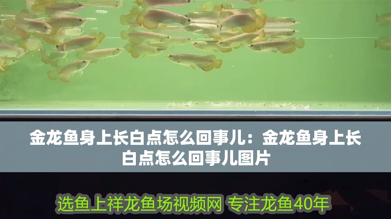 金龍魚身上長白點怎么回事兒：金龍魚身上長白點怎么回事兒圖片