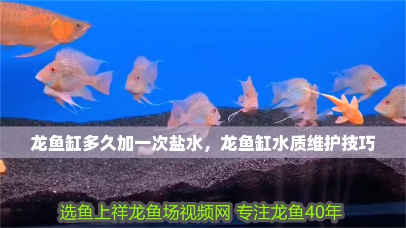 龍魚缸多久加一次鹽水，龍魚缸水質維護技巧