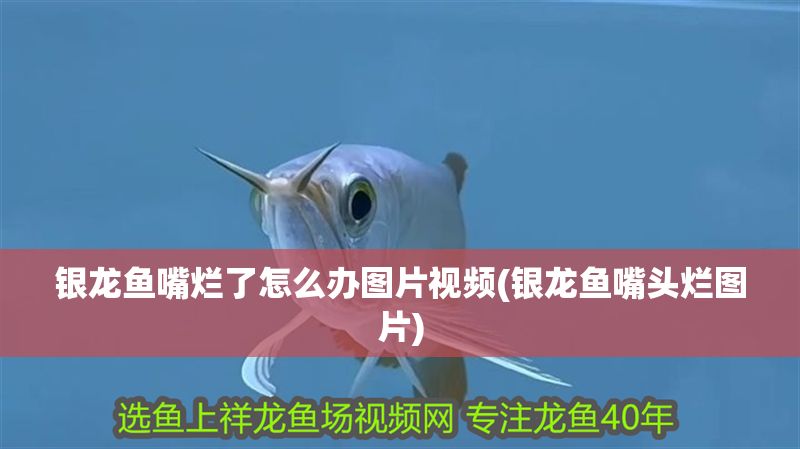 銀龍魚嘴爛了怎么辦圖片視頻(銀龍魚嘴頭爛圖片)