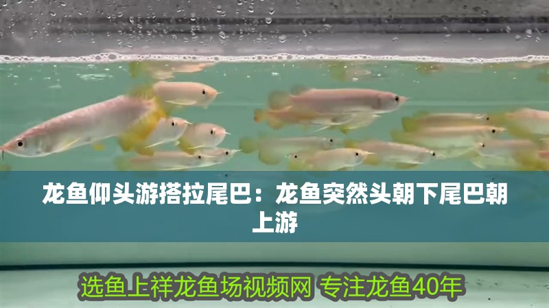 龍魚仰頭游搭拉尾巴：龍魚突然頭朝下尾巴朝上游