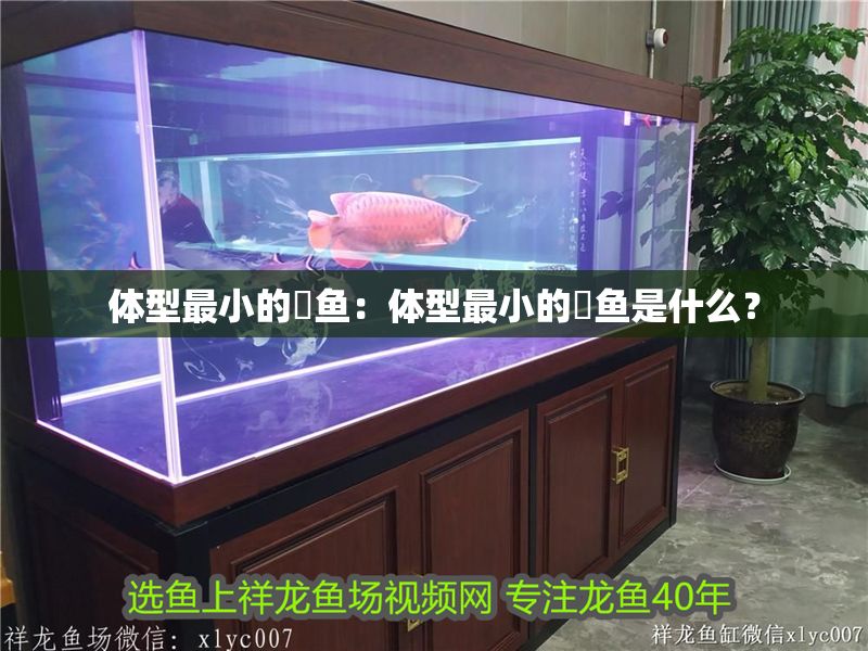 體型最小的魟魚：體型最小的魟魚是什么？