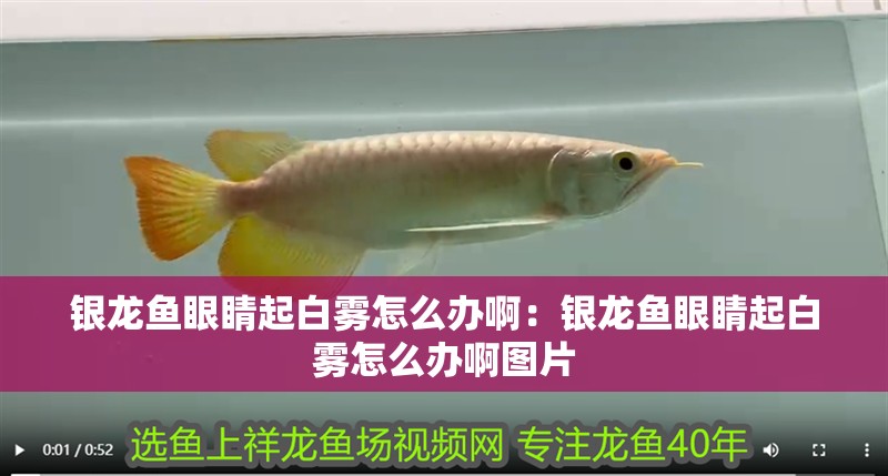 銀龍魚眼睛起白霧怎么辦啊：銀龍魚眼睛起白霧怎么辦啊圖片