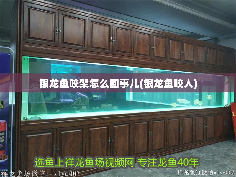 銀龍魚咬架怎么回事兒(銀龍魚咬人)