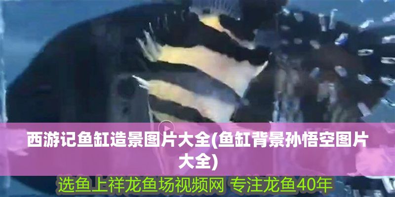 西游記魚缸造景圖片大全(魚缸背景孫悟空圖片大全)