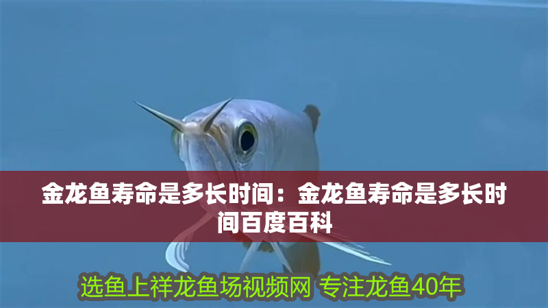 金龍魚壽命是多長時間：金龍魚壽命是多長時間百度百科