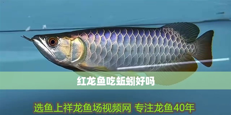 紅龍魚吃蚯蚓好嗎