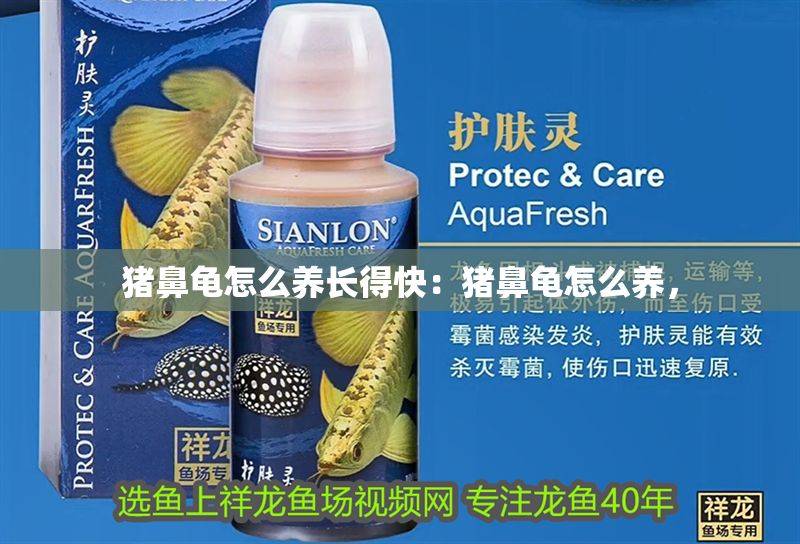 豬鼻龜怎么養(yǎng)長得快：豬鼻龜怎么養(yǎng)，